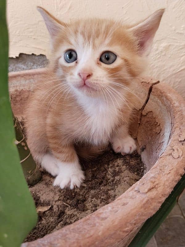 Munchkin,Domestic,European,American Shorthair tabby,Tortoiseshell cat. 2