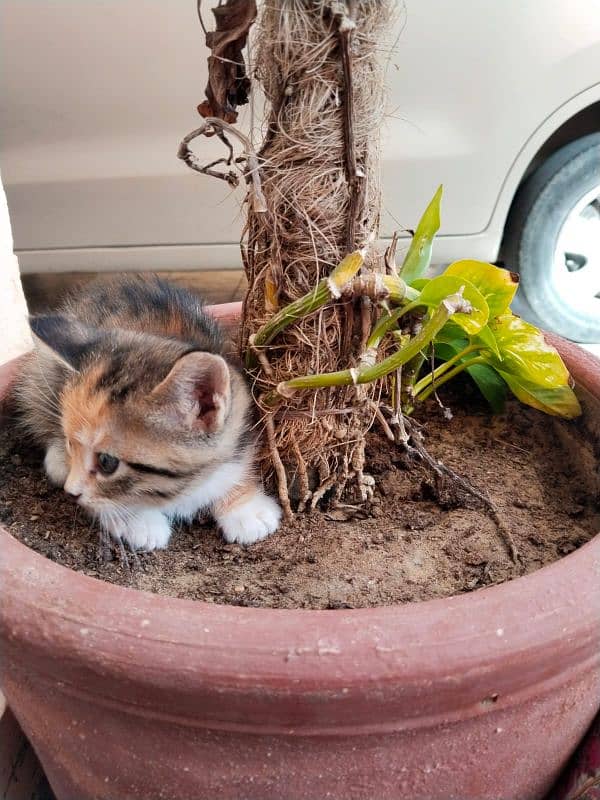 Munchkin,Domestic,European,American Shorthair tabby,Tortoiseshell cat. 3