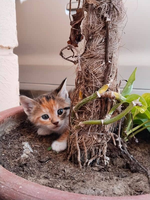 Munchkin,Domestic,European,American Shorthair tabby,Tortoiseshell cat. 4