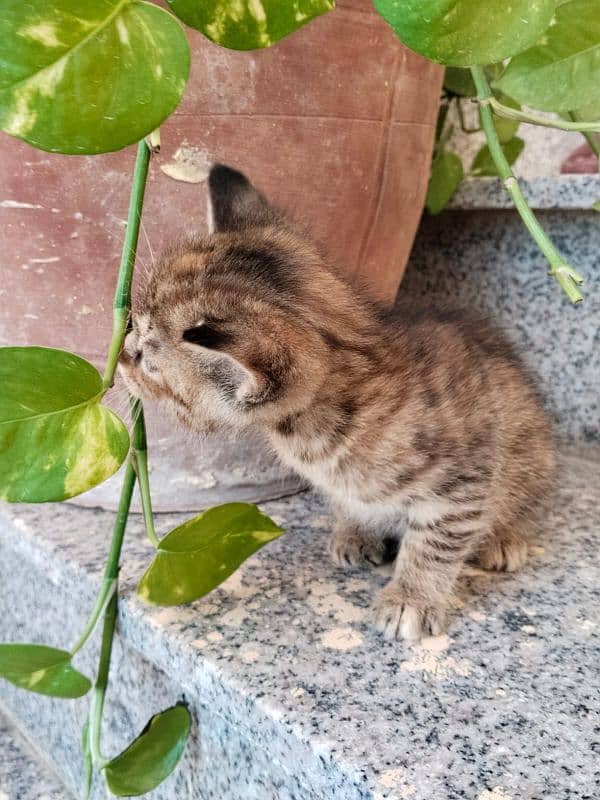 Munchkin,Domestic,European,American Shorthair tabby,Tortoiseshell cat. 8