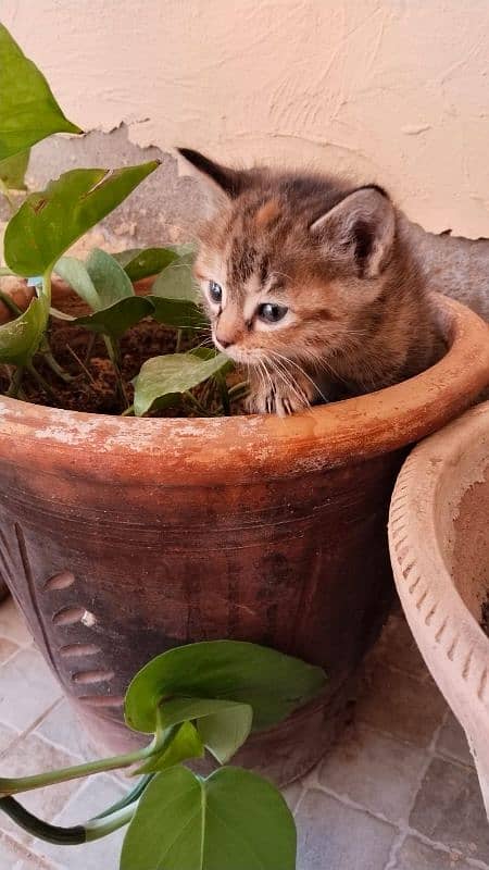 Munchkin,Domestic,European,American Shorthair tabby,Tortoiseshell cat. 10