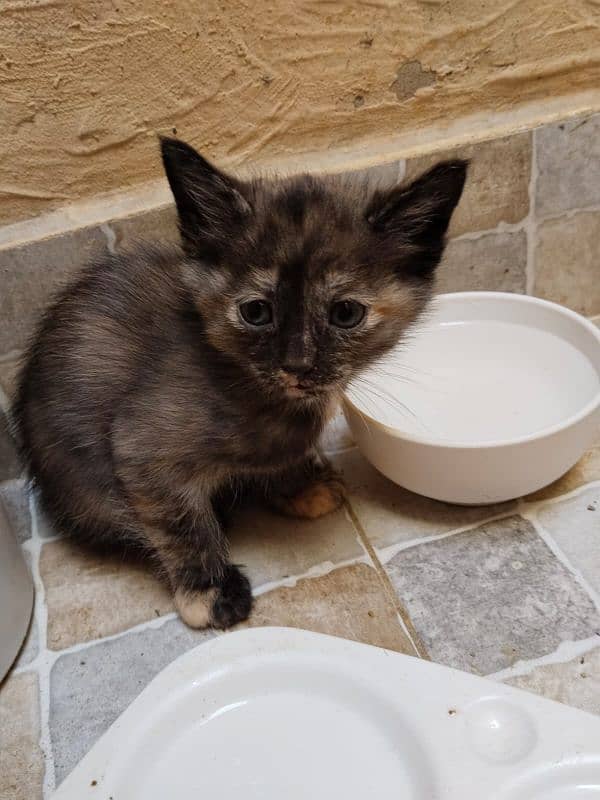 Munchkin,Domestic,European,American Shorthair tabby,Tortoiseshell cat. 12