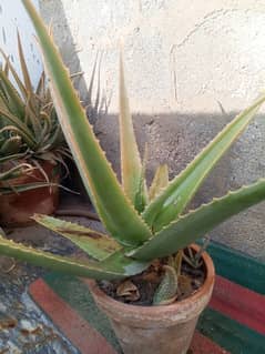 Aloe Vera