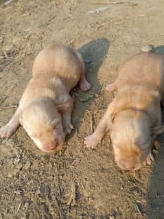 orignal Labrador male female available