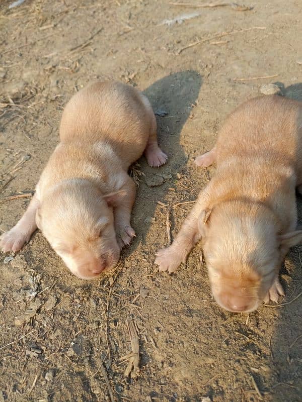 orignal Labrador male female available 0