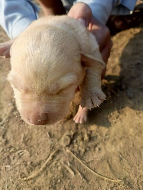 orignal Labrador male female available 2