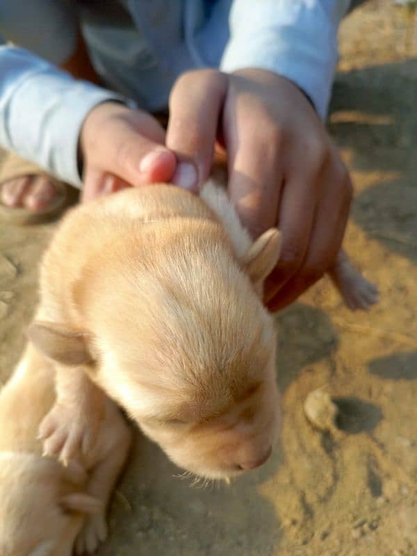 orignal Labrador male female available 3