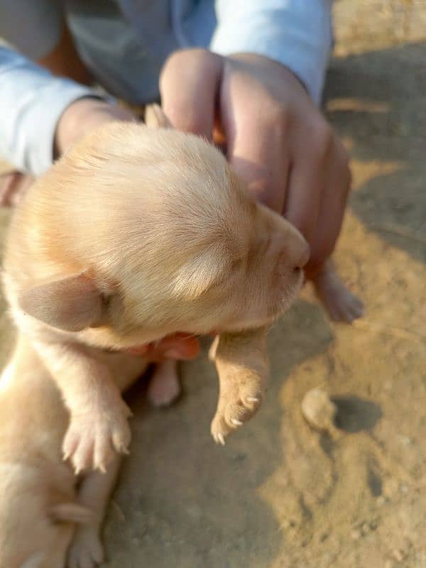 orignal Labrador male female available 4