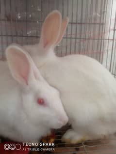 red eye rabbit pair for sale