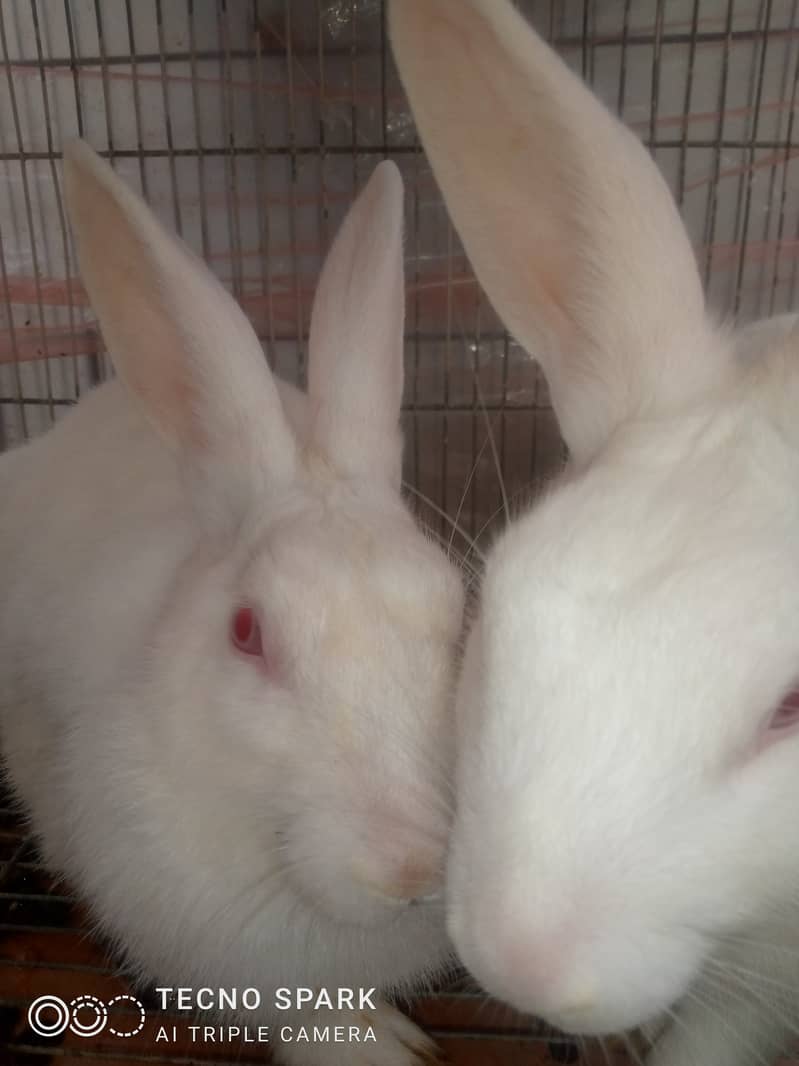 red eye rabbit pair for sale 2