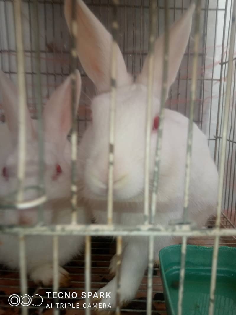 red eye rabbit pair for sale 3