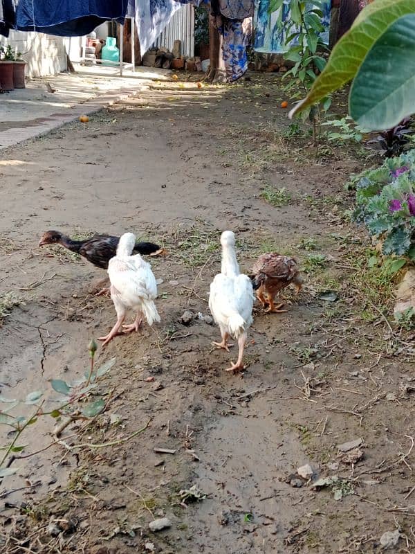 Aseel heera and mianwali pair 1