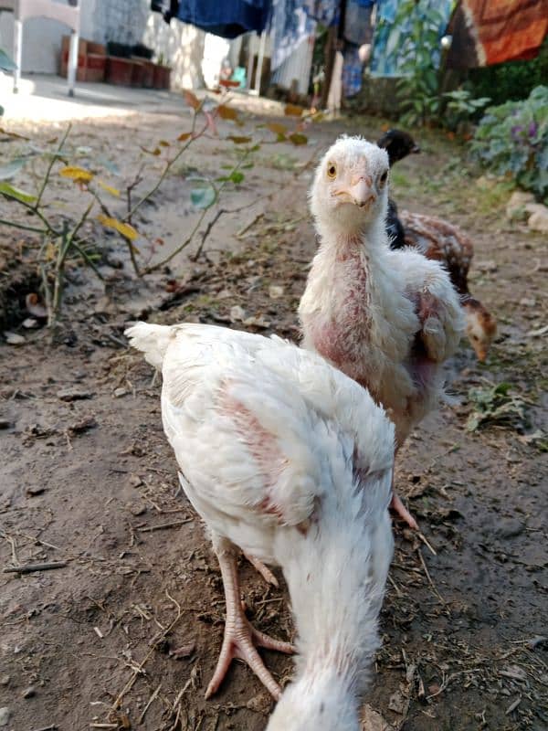 Aseel heera and mianwali pair 3