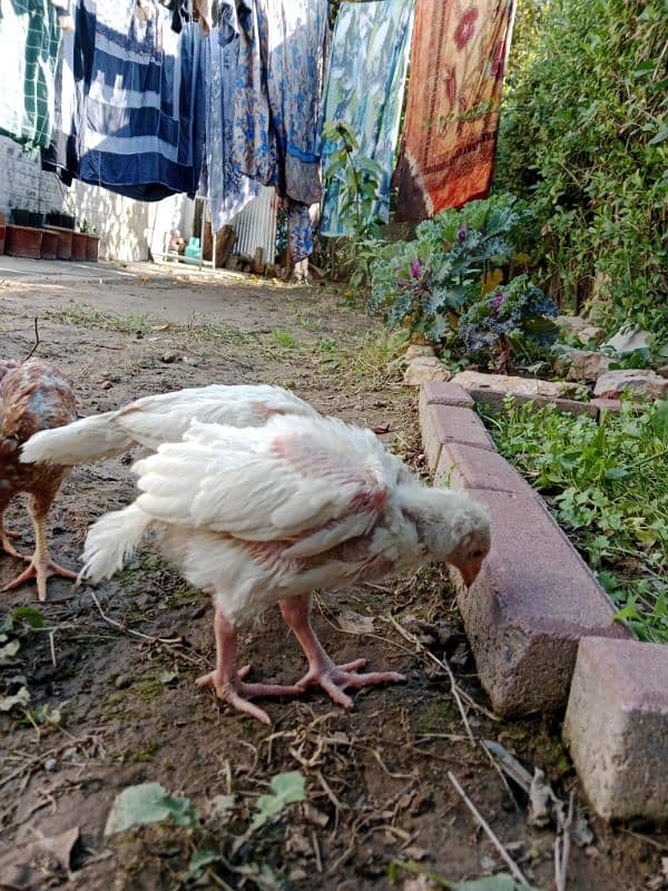 Aseel heera and mianwali pair 5