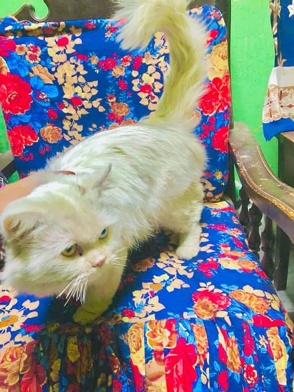 Persian cat 2