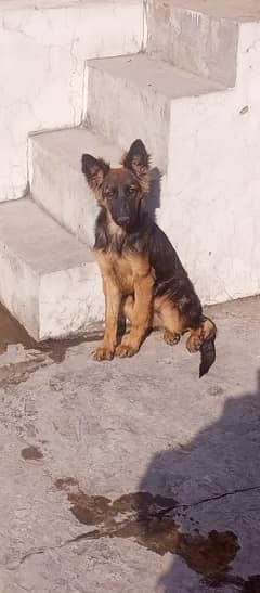 German shepherd Female for sale