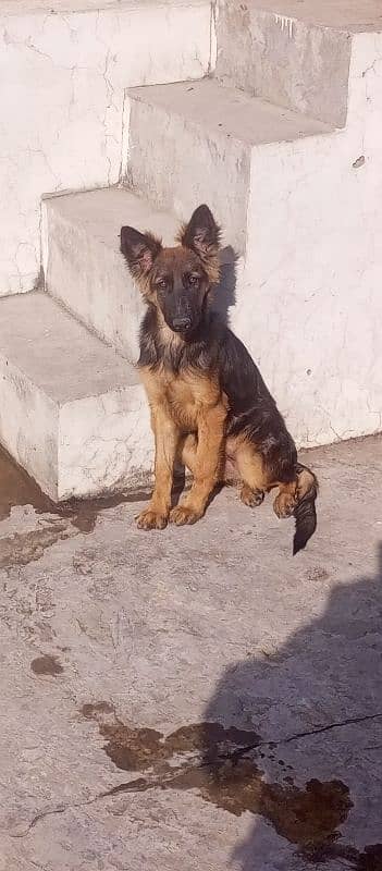 German shepherd Female for sale 0