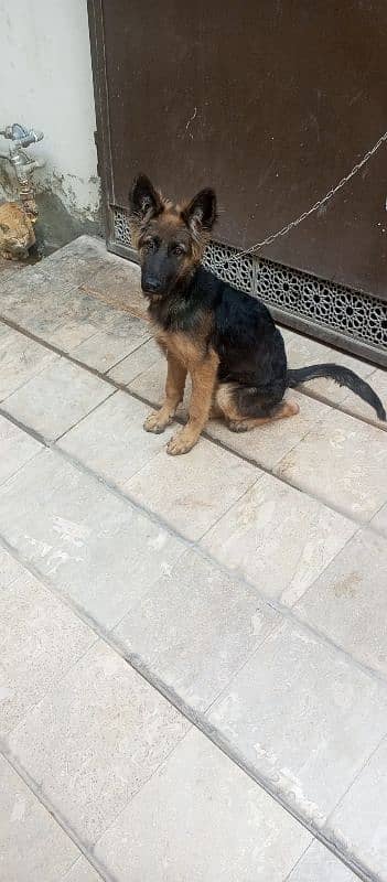 German shepherd Female for sale 1