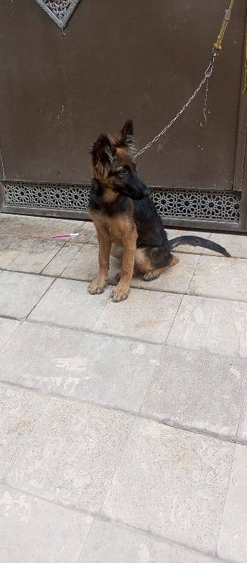 German shepherd Female for sale 2