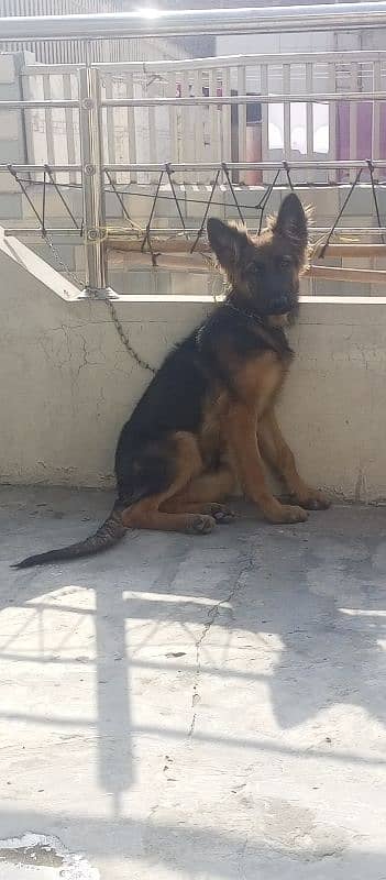 German shepherd Female for sale 3