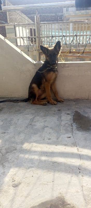 German shepherd Female for sale 4