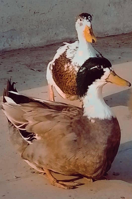 1pair ducks for sale in korang town 0