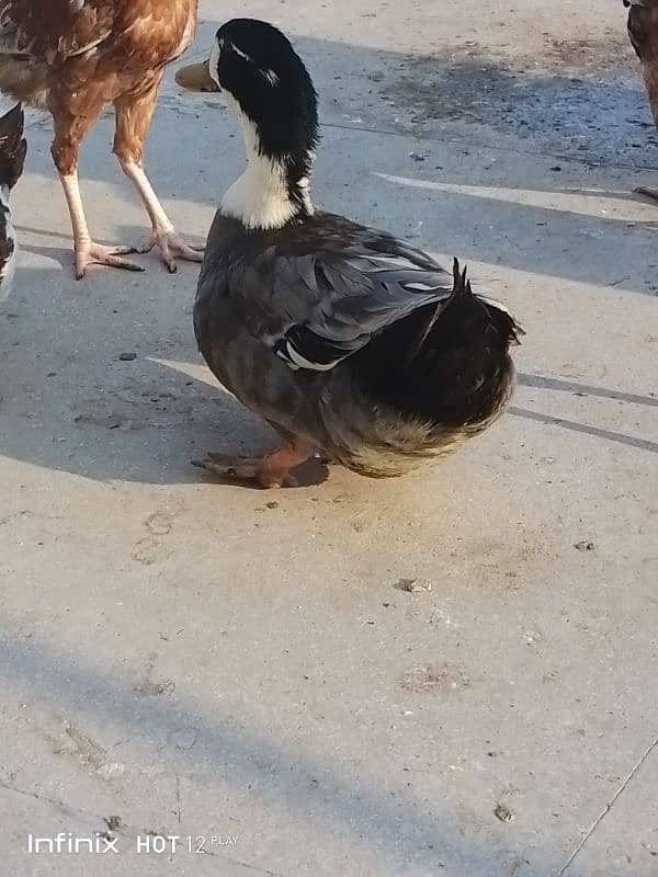 1pair ducks for sale in korang town 3