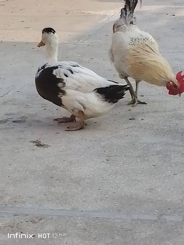 1pair ducks for sale in korang town 4