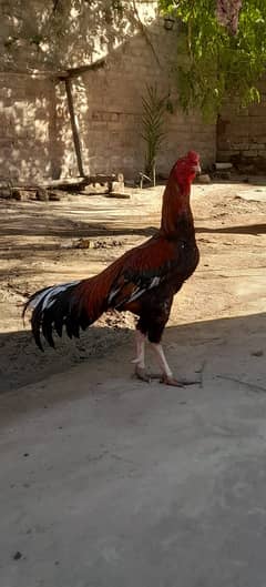 Fancy Aseel Murgha/Hen male