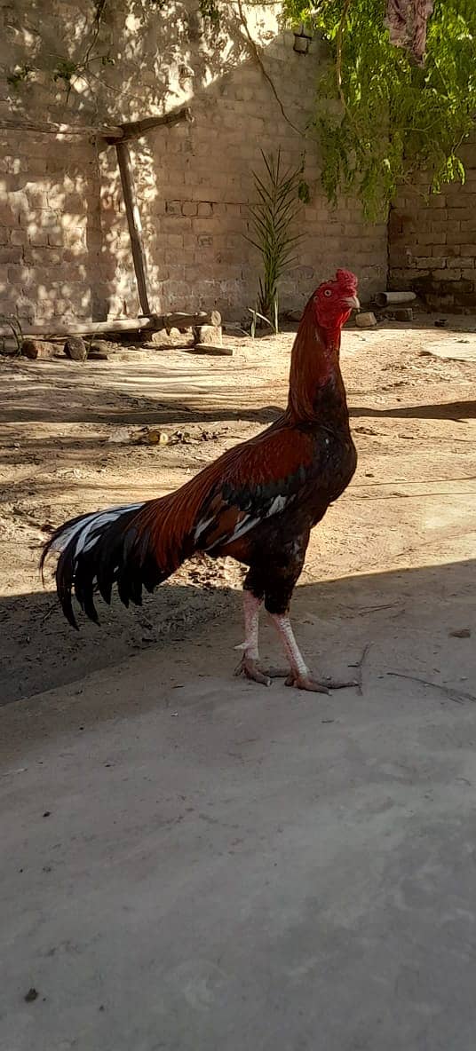 Fancy Aseel Murgha/Hen male 0