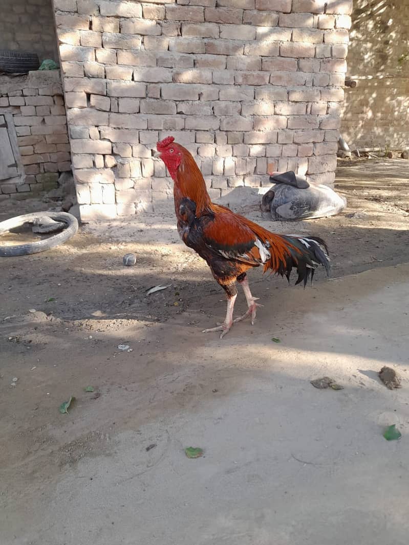 Fancy Aseel Murgha/Hen male 3