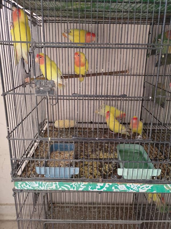 All types of parrots 5