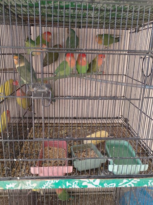 All types of parrots 6