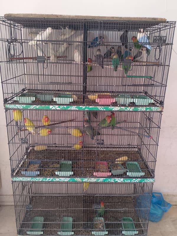 All types of parrots 7