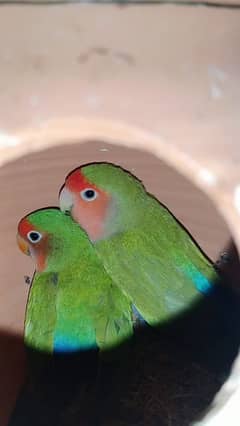 lovebirds