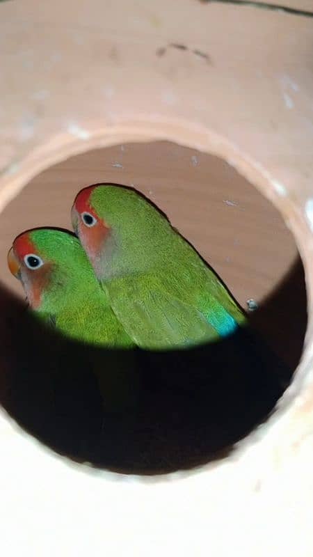 lovebirds pair sale price 5000 location Karachi nursury PECHS block 6 1