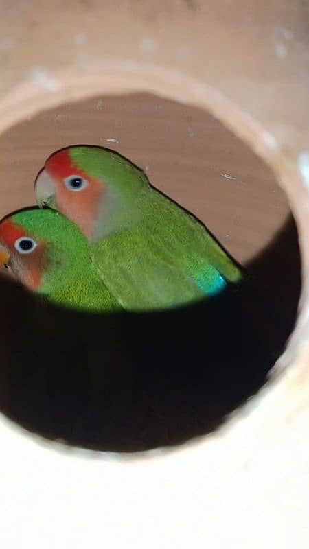 lovebirds pair sale price 5000 location Karachi nursury PECHS block 6 2