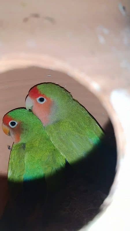 lovebirds pair sale price 5000 location Karachi nursury PECHS block 6 3