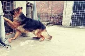 German shepherd Male Long Coat