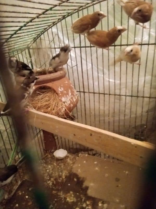 for sale different breeds finches 0