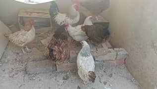 Egg laying Hens