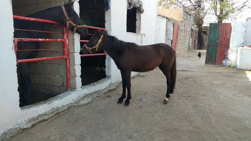 small female ponies 0