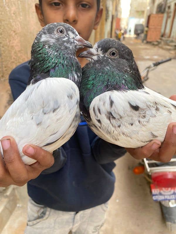 Pigeon Pair 1