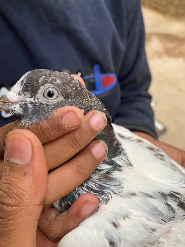 Pigeon Pair 6