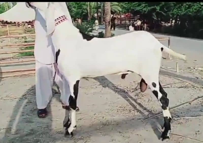 desi bakra for urgent sale call on 0347,8616105 0