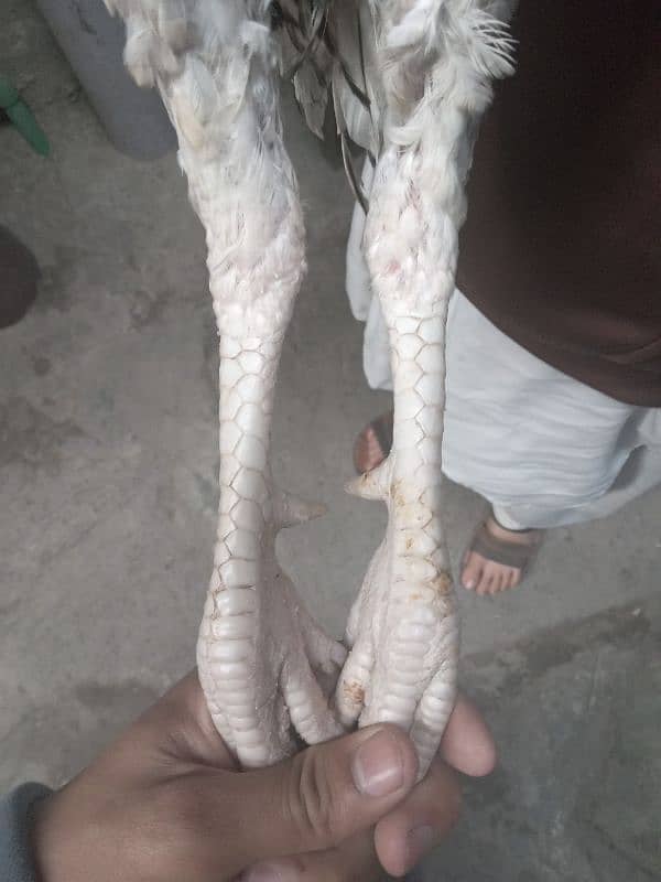 Pure long height aseel putha/aseel puthi for sale 4