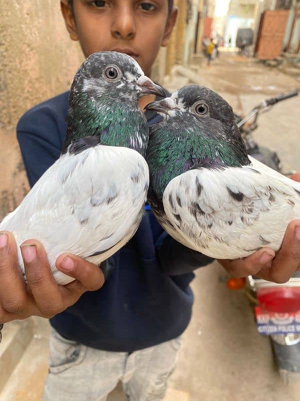 Pigeon Pair Or Pathe 1