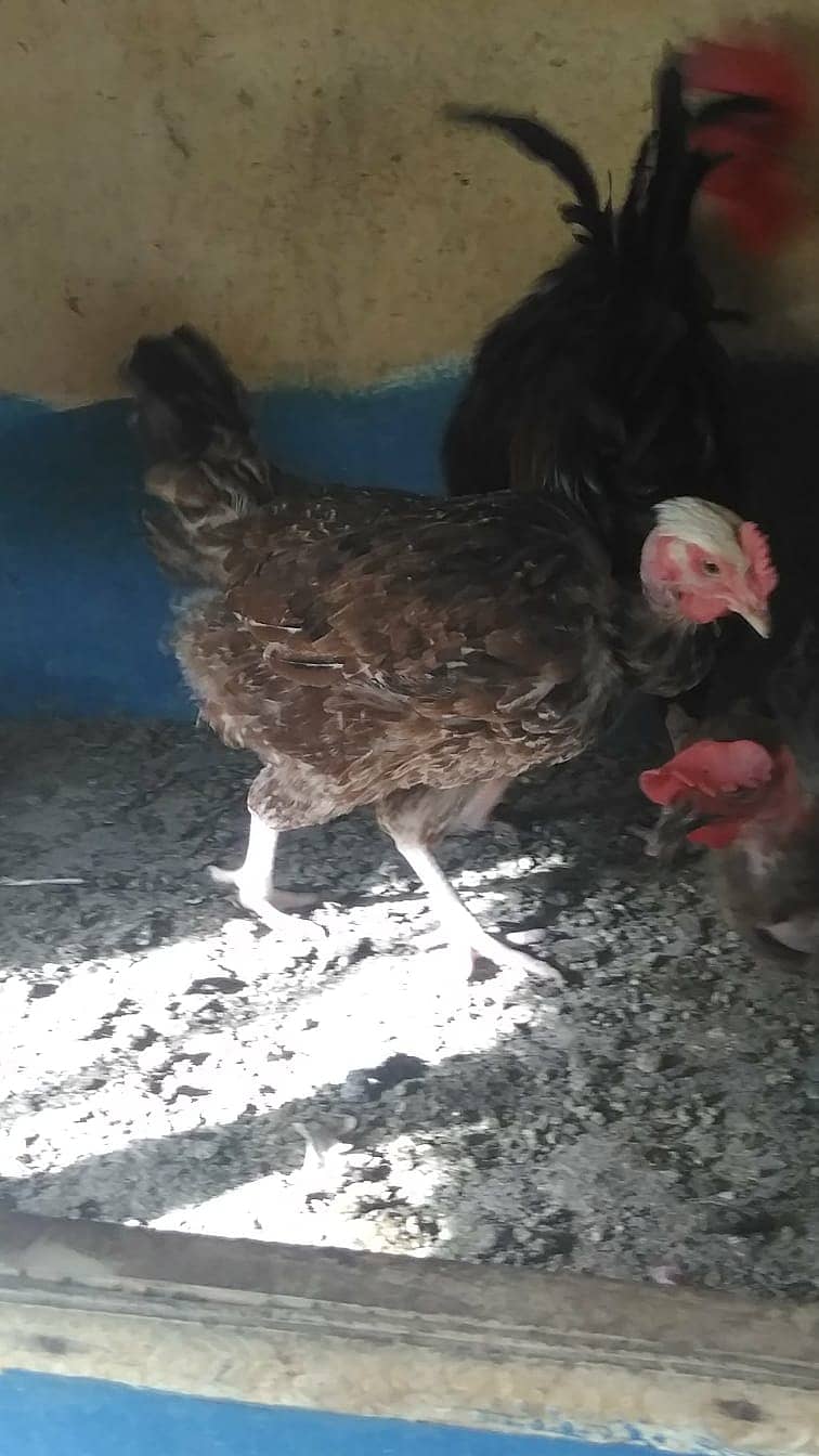 Quality Ganji Desi Misri Hens - Fresh Starter 5