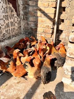 Golden Misri desi hens