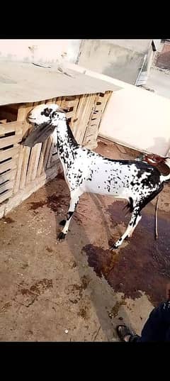 bakri